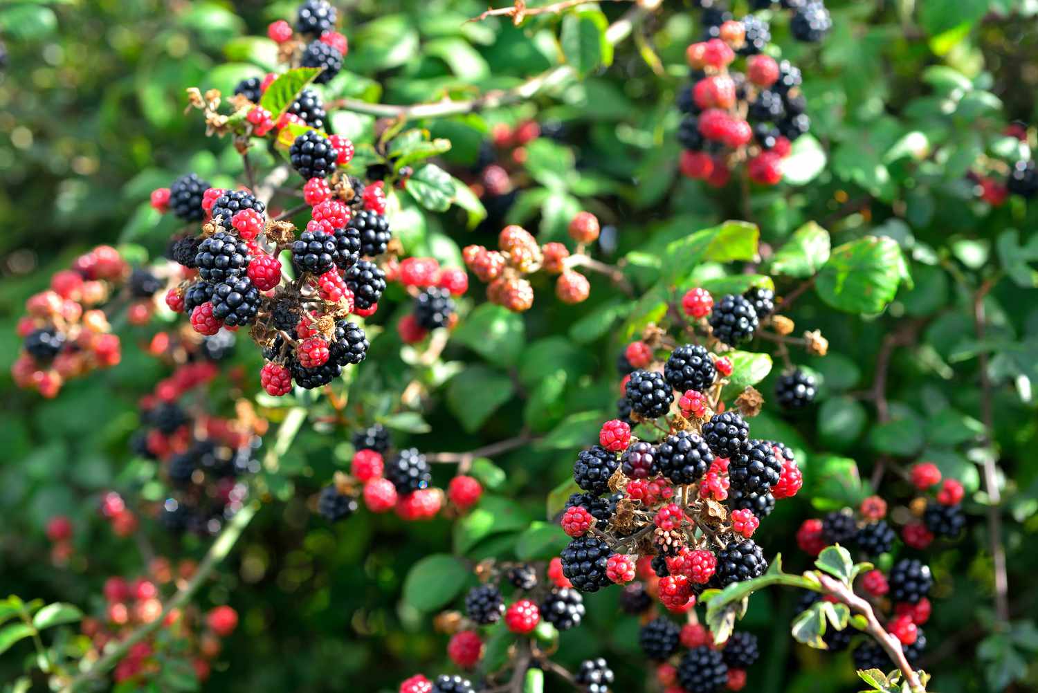 Berries